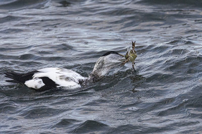 Eider. 