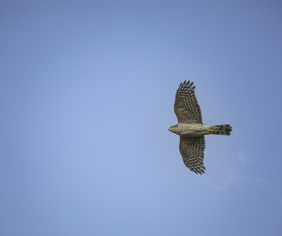 Sparrowhawk, male.