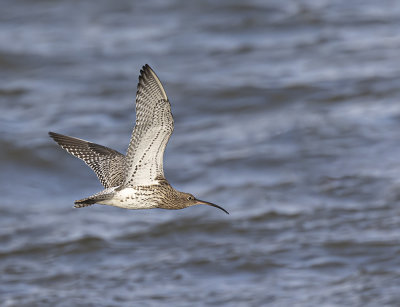 Curlew.
