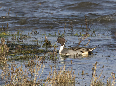 Pintail, drake.