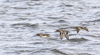 Teal, drakes.