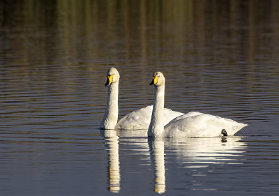 Whooper swans