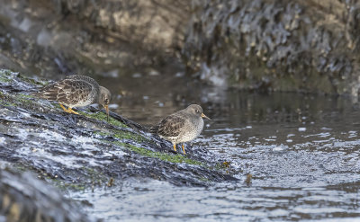 Purple Sandpiper.