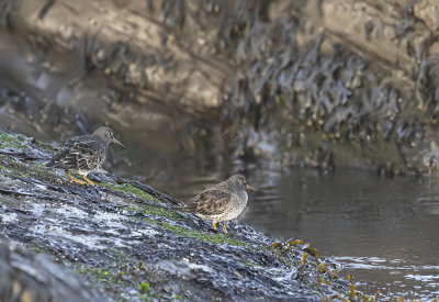 Purple sandpiper.
