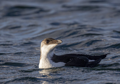 Razorbill