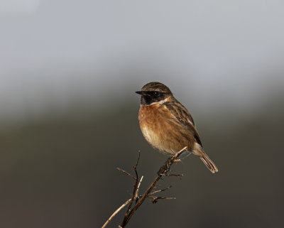 Stonechat, male. 