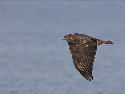 Common Buzzard.