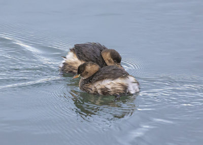 Little grebes.