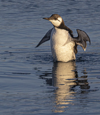 Guillemot.