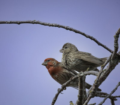 House finch pair.