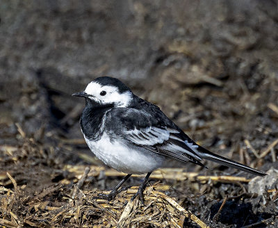 Pied wagtail. male.