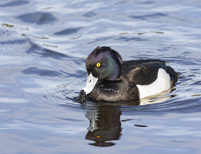 Tufted duck. male.