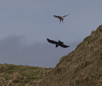 Buzzard dive-bombing a raven.