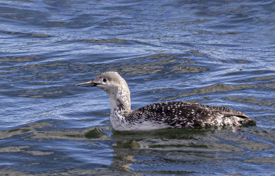 Red-throated diver. (immature).
