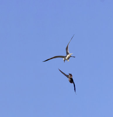 Peregrine and lesser black-backed gull