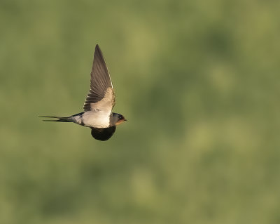 Barn swallow, female. 
