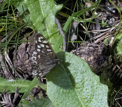 Speckled-wood butterfly.