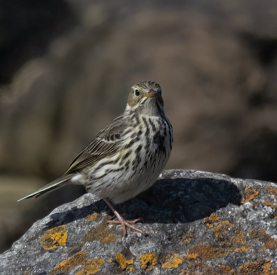 Meadow pipit. 