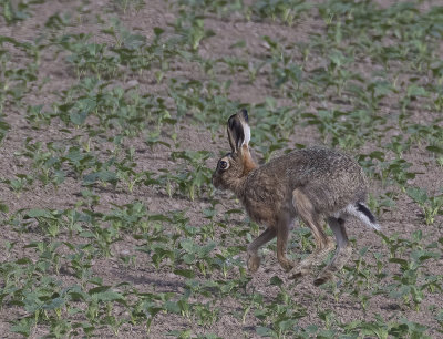 Brown hare.