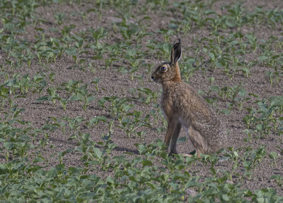 Brown hare.