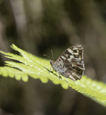 Speckled-wood butterfly. 