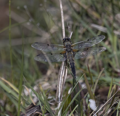 Four-spotted chaser. 