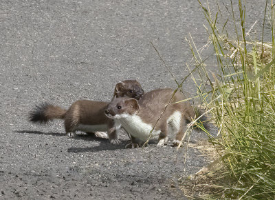 Stoat.