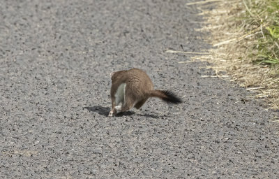 Stoat 