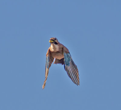Jay