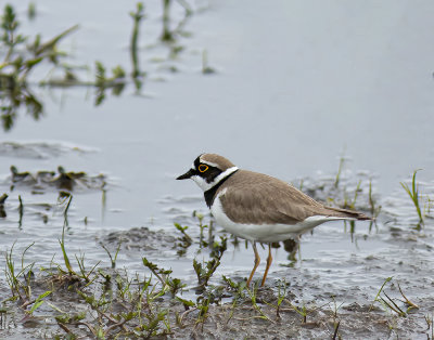 Little ringed plover.