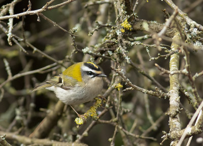 Firecrest