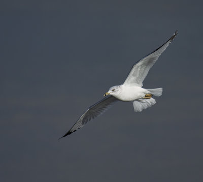 Ring-billed gull.