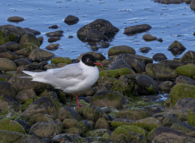 Mediterranean gull.