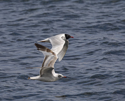 Mediterranean gull.