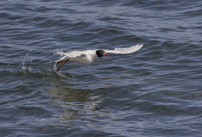 Mediterranean gull.