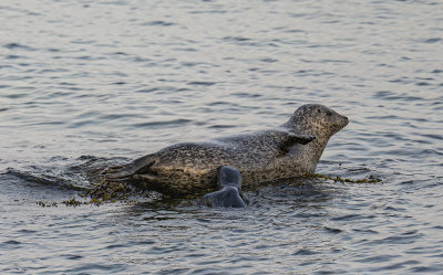 Harbour seal with pup.