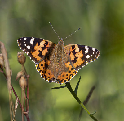 Painted lady.