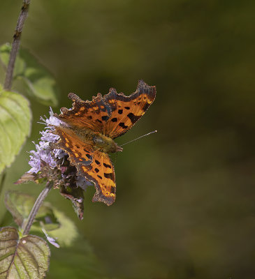 Comma. 