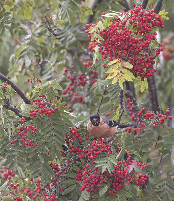 Bullfinch.