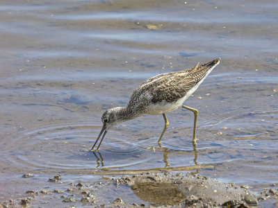 Greenshank. 