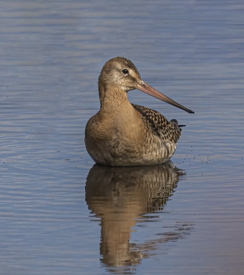 Black-tailed godwit.