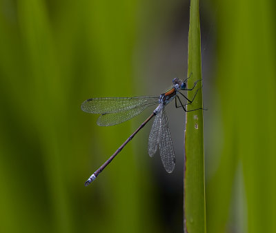 Emerald damselfly. 