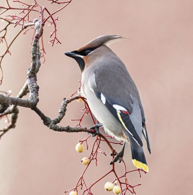 Waxwing.