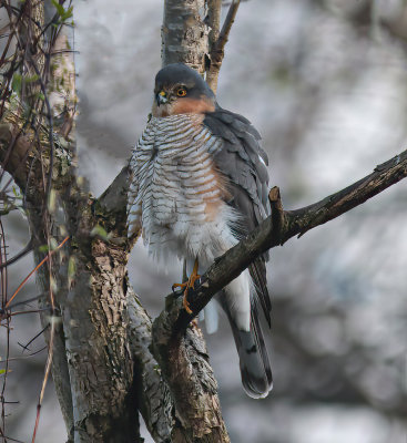 Sparrowhawk, male