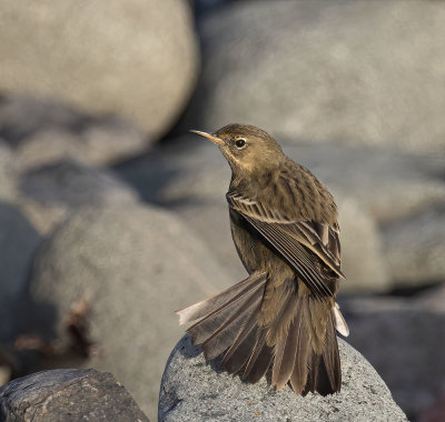 Rock pipit.
