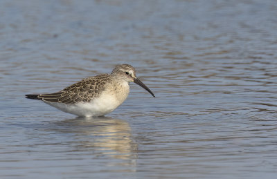 Curlew sandpiper.