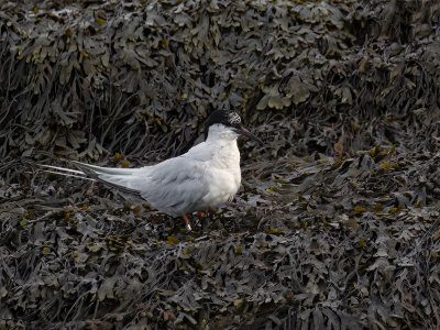 Roseate tern.