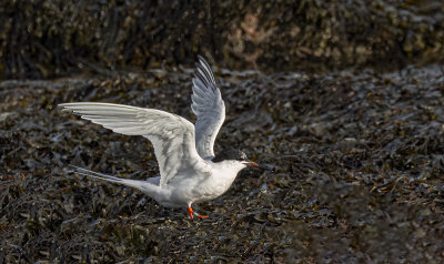 Roseate tern.