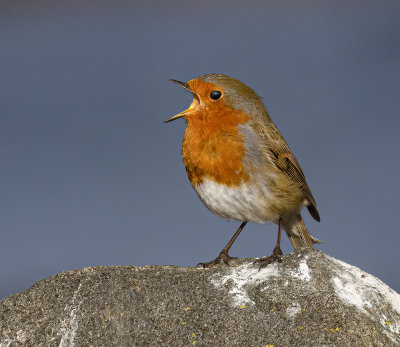 Robin.