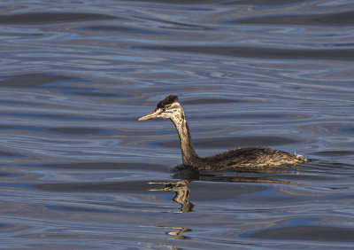 Great Crested Grebe. 